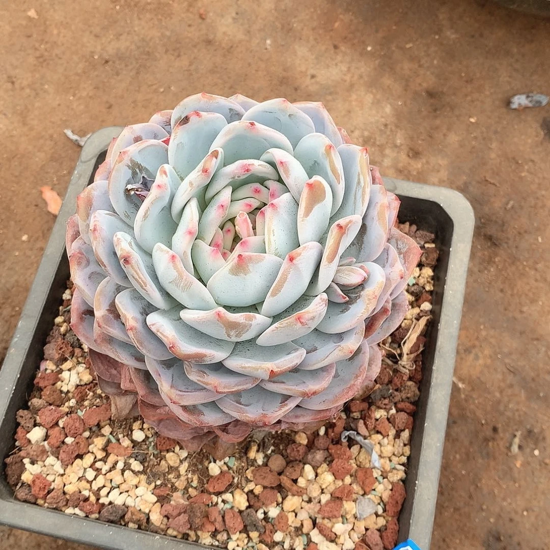 572橙子一物一拍多肉