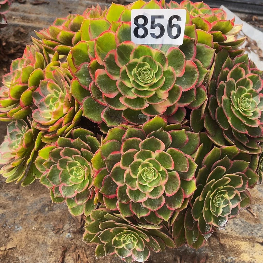 多肉法师856号粉花妖发货不包损