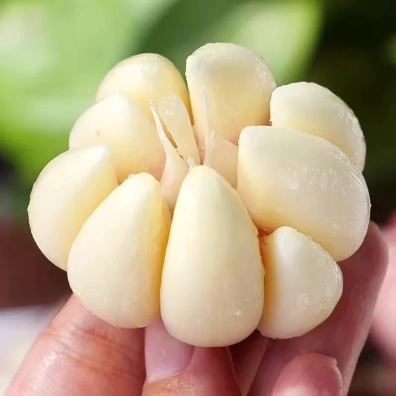 2025年头茬新鲜现挖紫皮多瓣大蒜粒大饱满适合泡糖醋蒜河南新鲜蒜