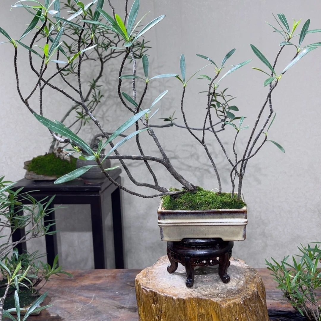 h***强无花朵455866987755