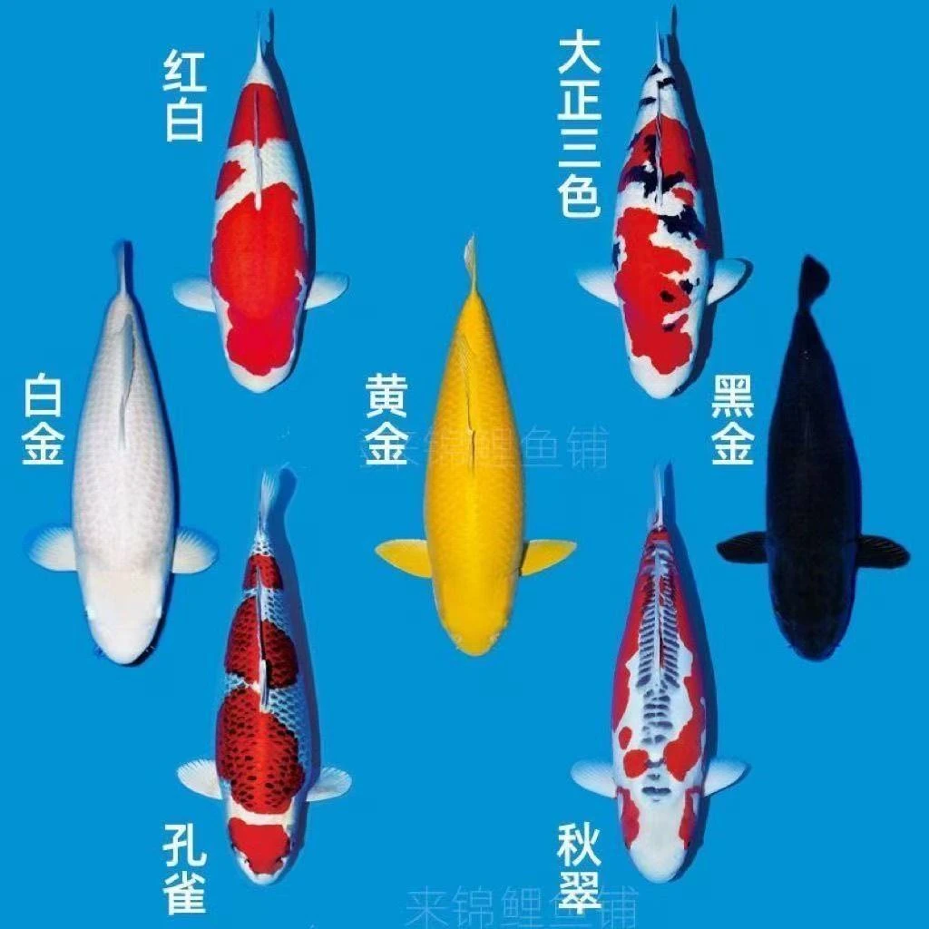 小花锦鲤包邮一物一拍偏远地区加运费