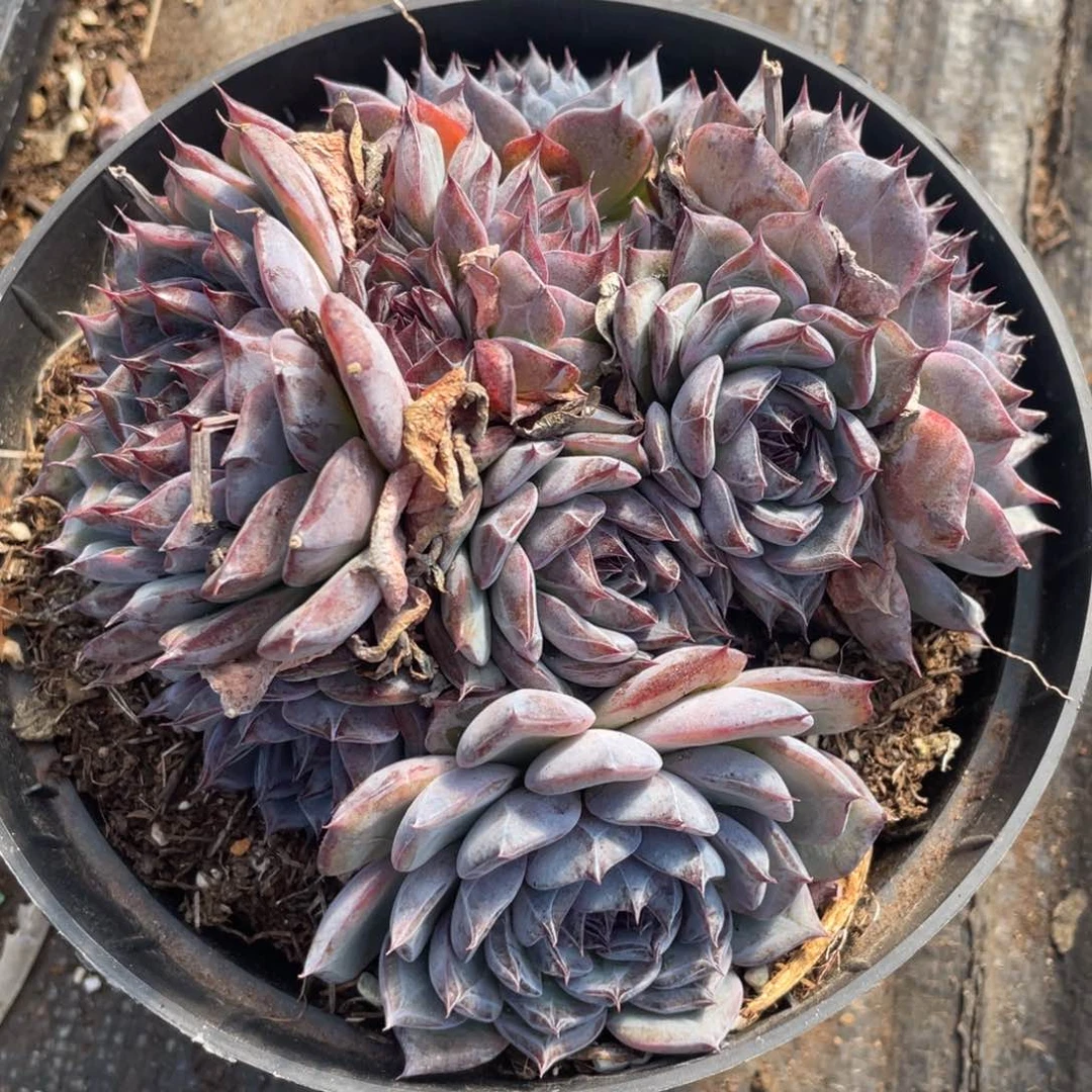 一物一拍 蓝色妖姬