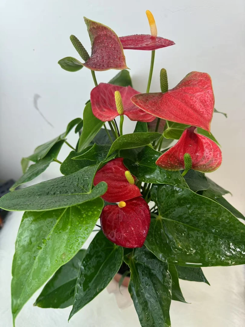 清库存红掌绿植盆栽室内花卉四季开花好