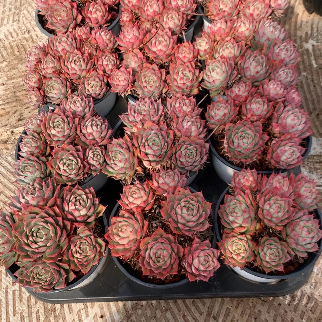 林杰安娜群随机发货5头起，