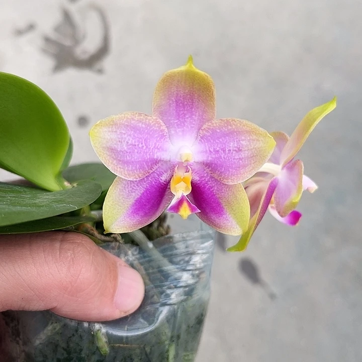 全部花苞盲盒福利