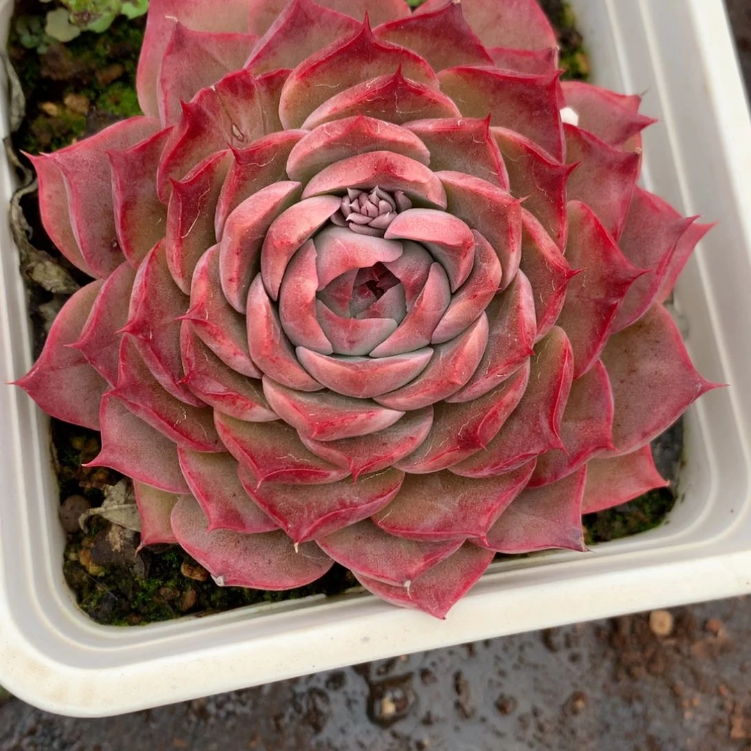 2327杂交多肉老桩