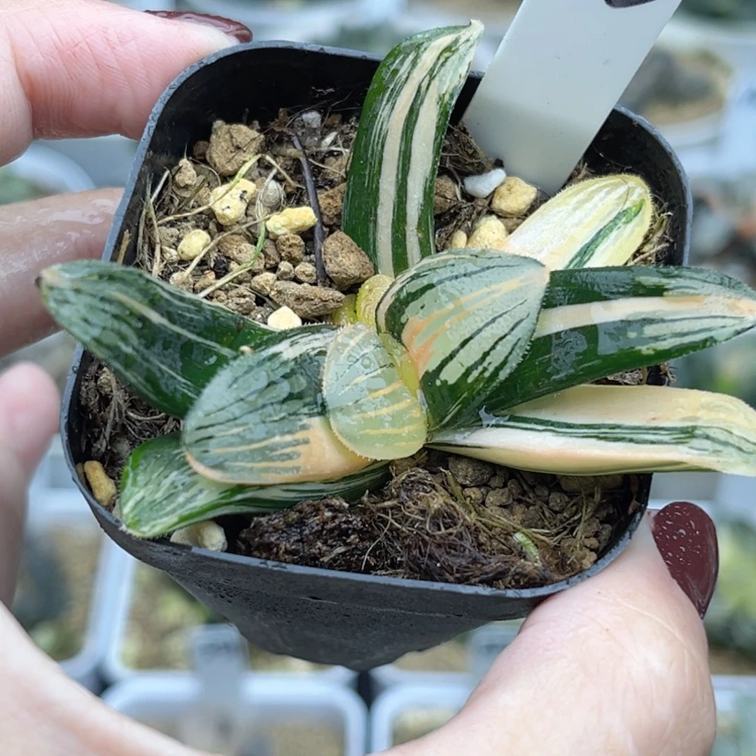 113夜想之森锦带仔福利专场