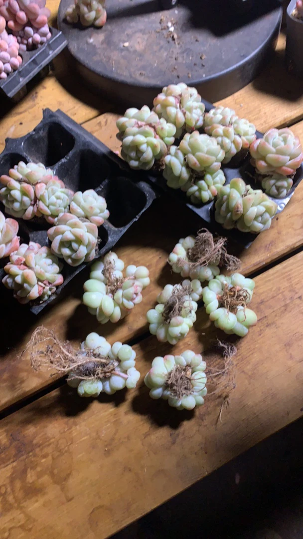 雅之萌精品小多肉一物一拍链接