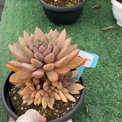 21象牙带盆一个多