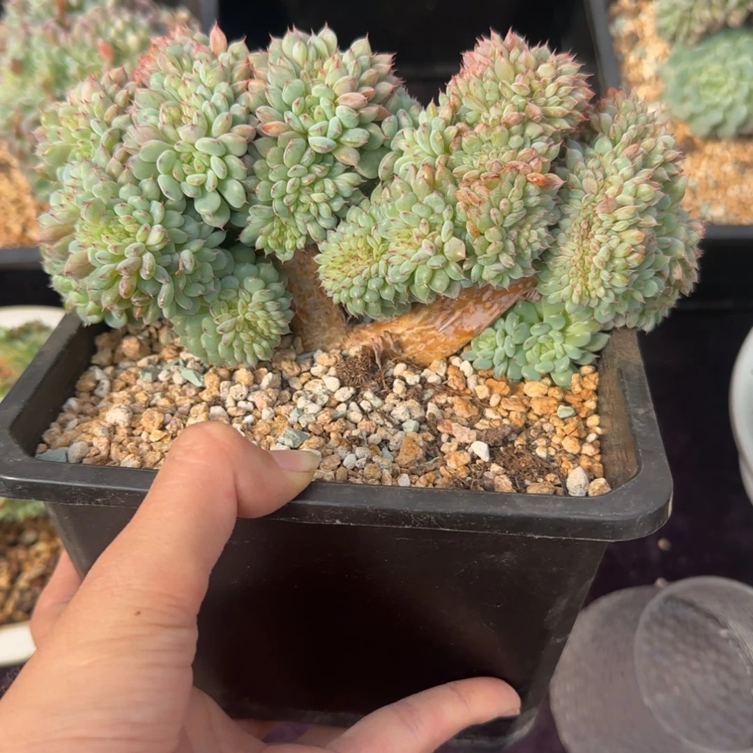 白胖子缀化一物一拍