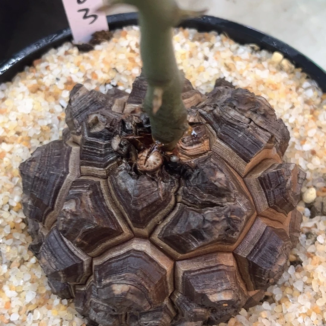 潮流植物精品剑甲龟，8903