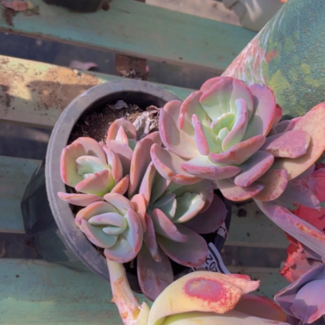 【闪购商品】疯狂锦19202