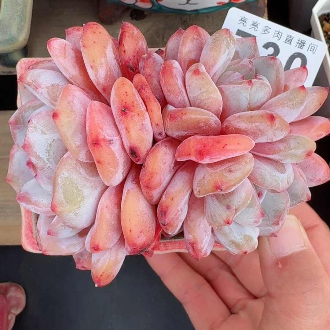 730     母本雪之魄