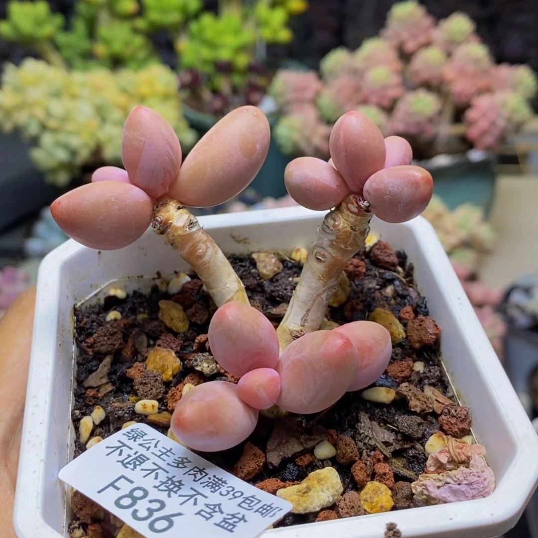 836糖果美人多肉6c m