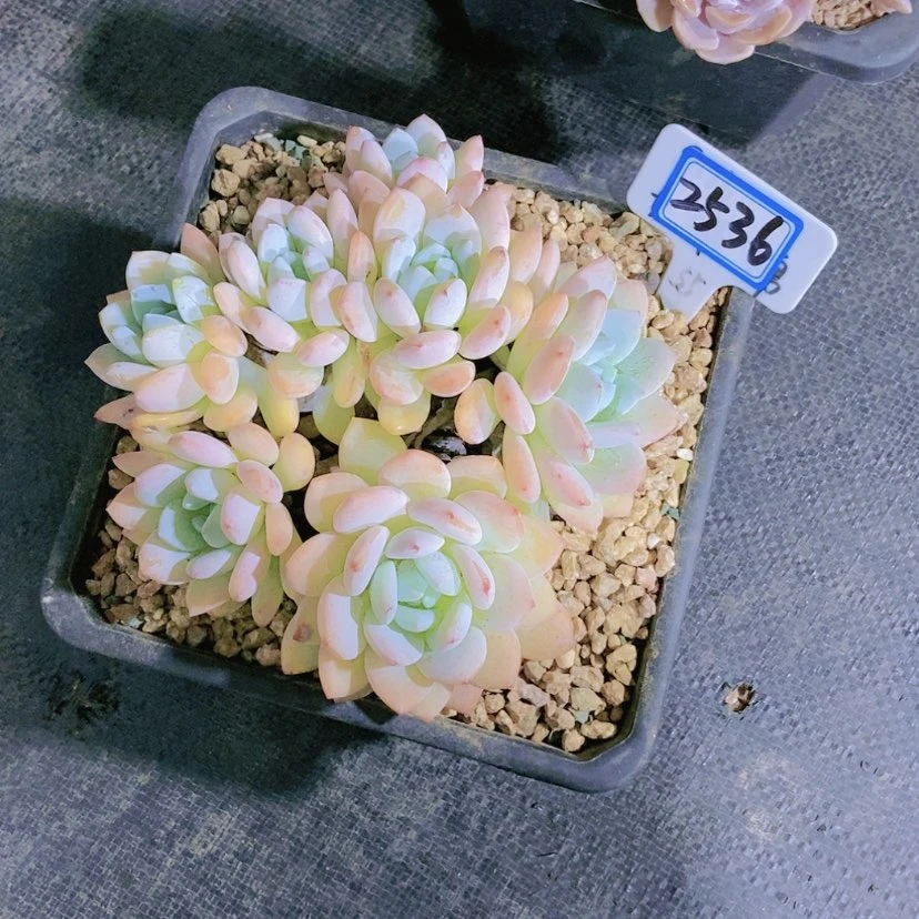 【闪购商品】N**r2536