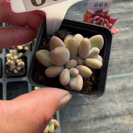 88芒果奶一物一拍多肉