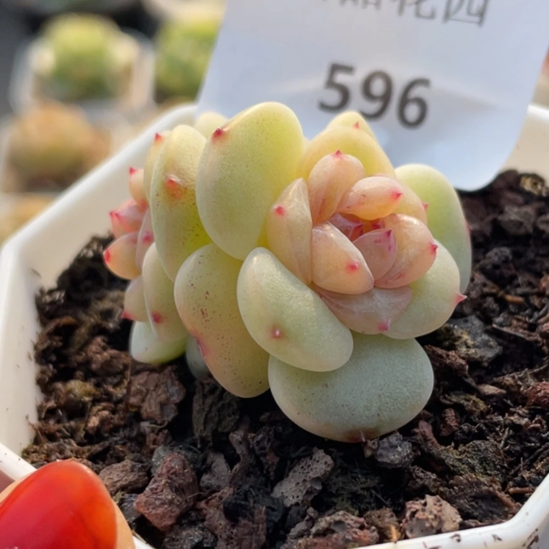 596号糖心冰心珍妮