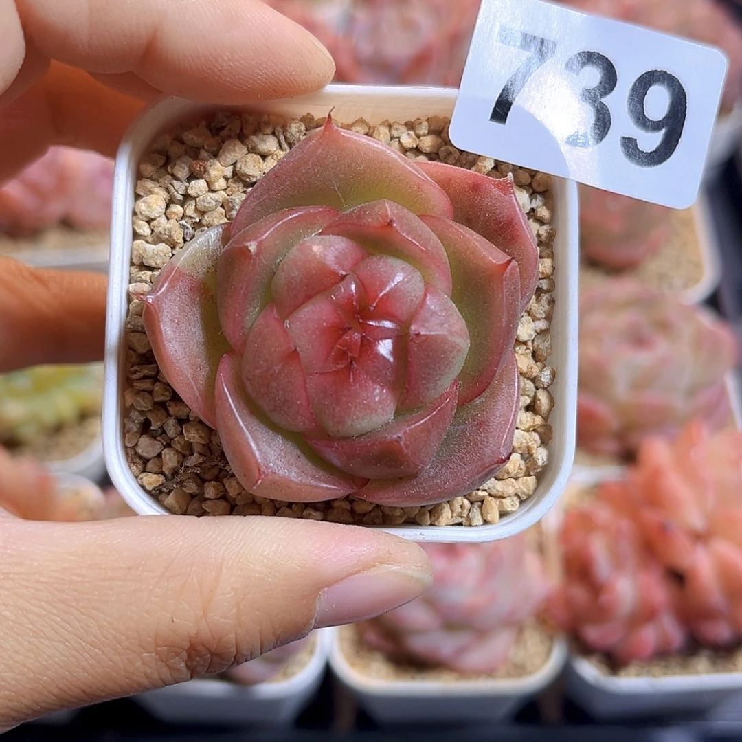 一***鹿739  新品珍妮满18包邮