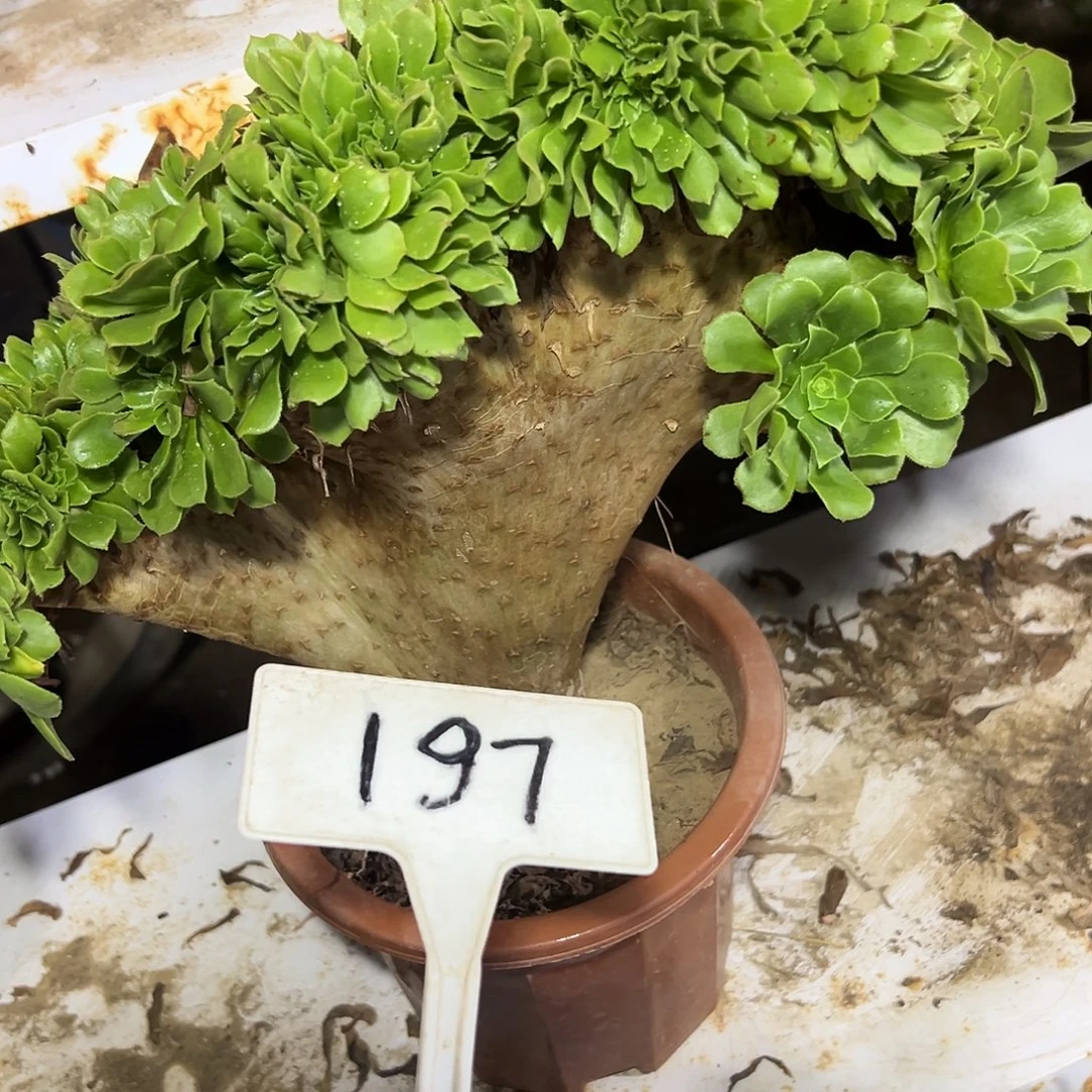 多肉植物绿羊绒缀花197