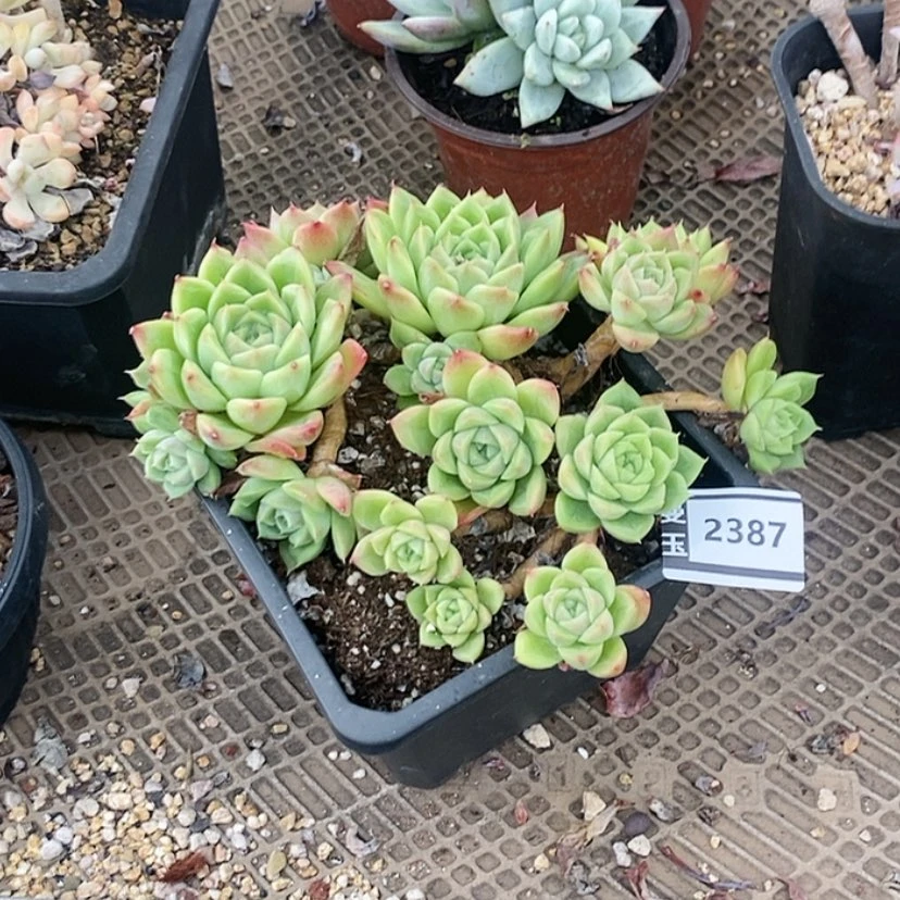 【闪购商品】伊*陈杂2387