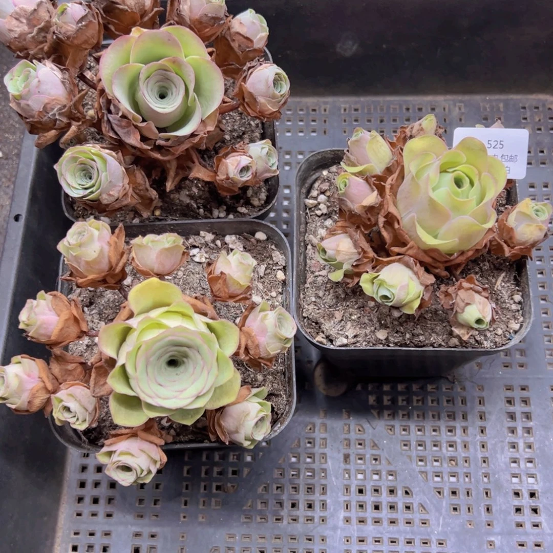 525 侧牙掉了不包损无售后