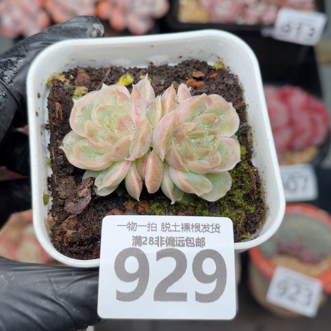 虾饺双头无盆土发货