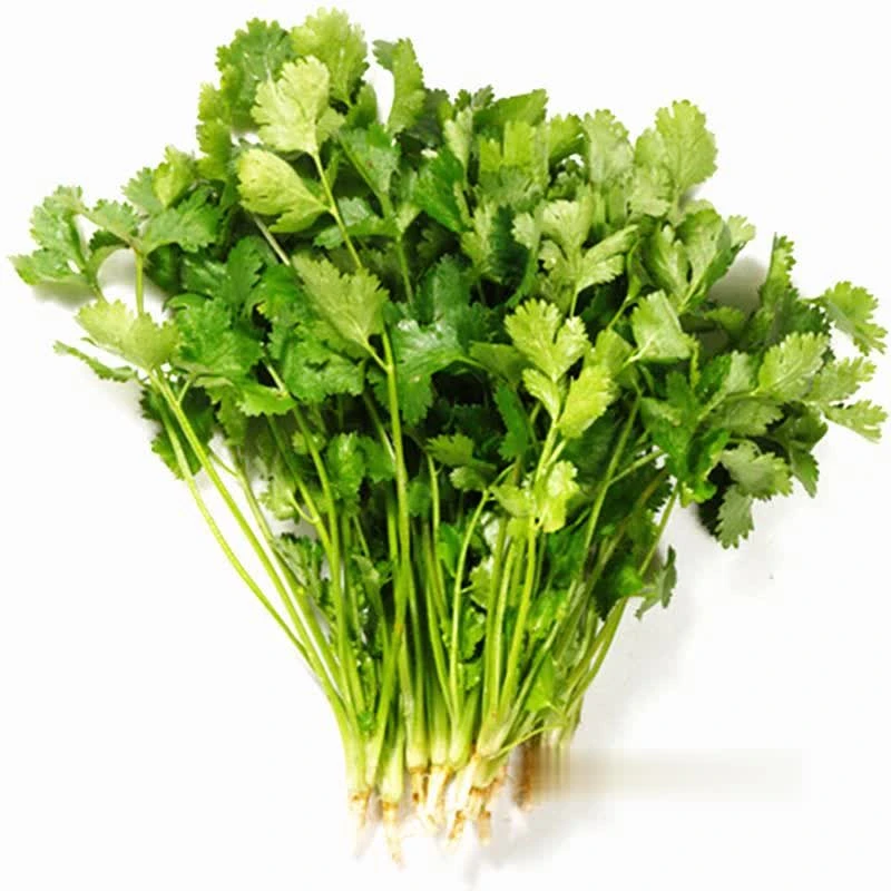 香菜  新鲜香菜50g