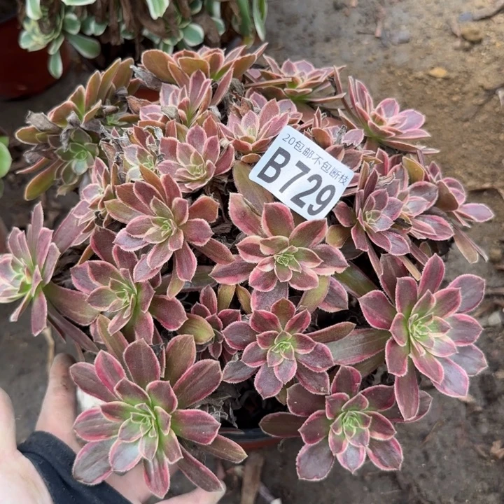 金丝缕……多肉植物……
