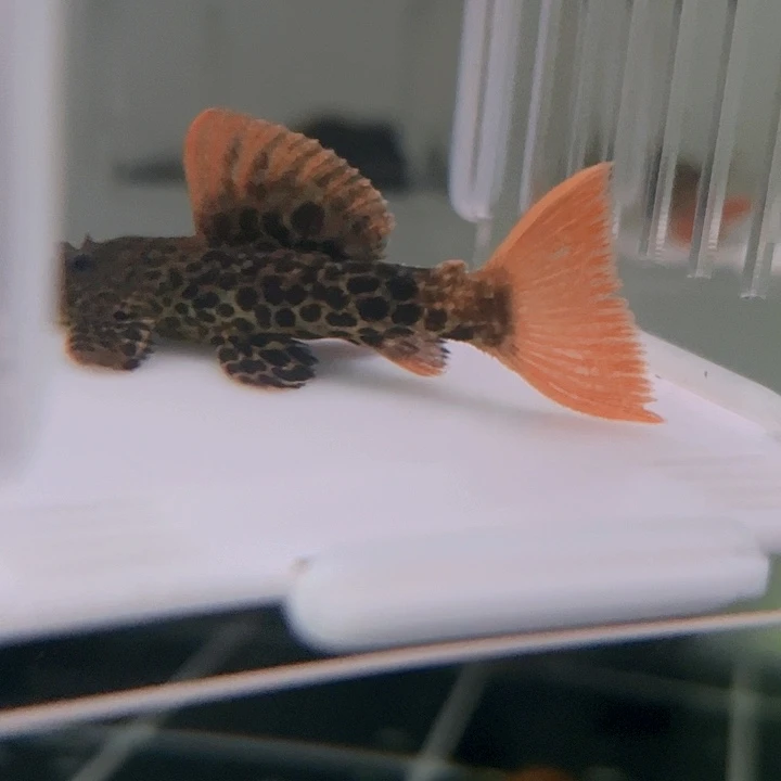 清道夫鱼29-040帝王血钻一条尺寸6.5+