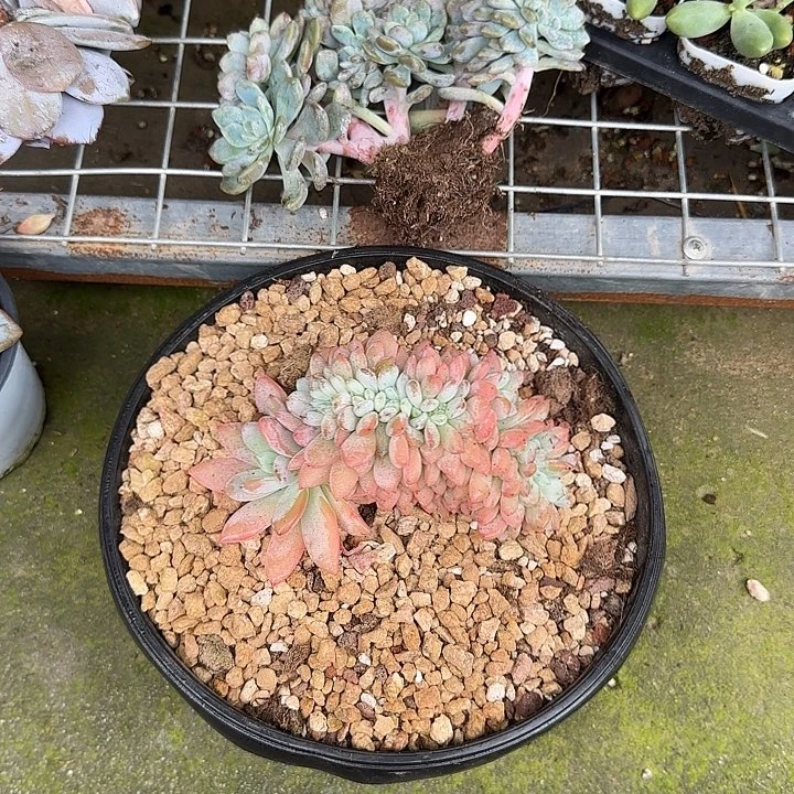墨***星青蛙王子儿童牙膏套装11