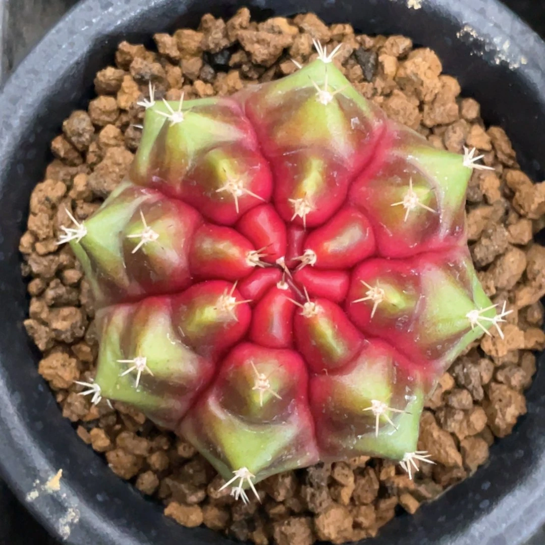 当前无花朵，栽培后可花朵糖果