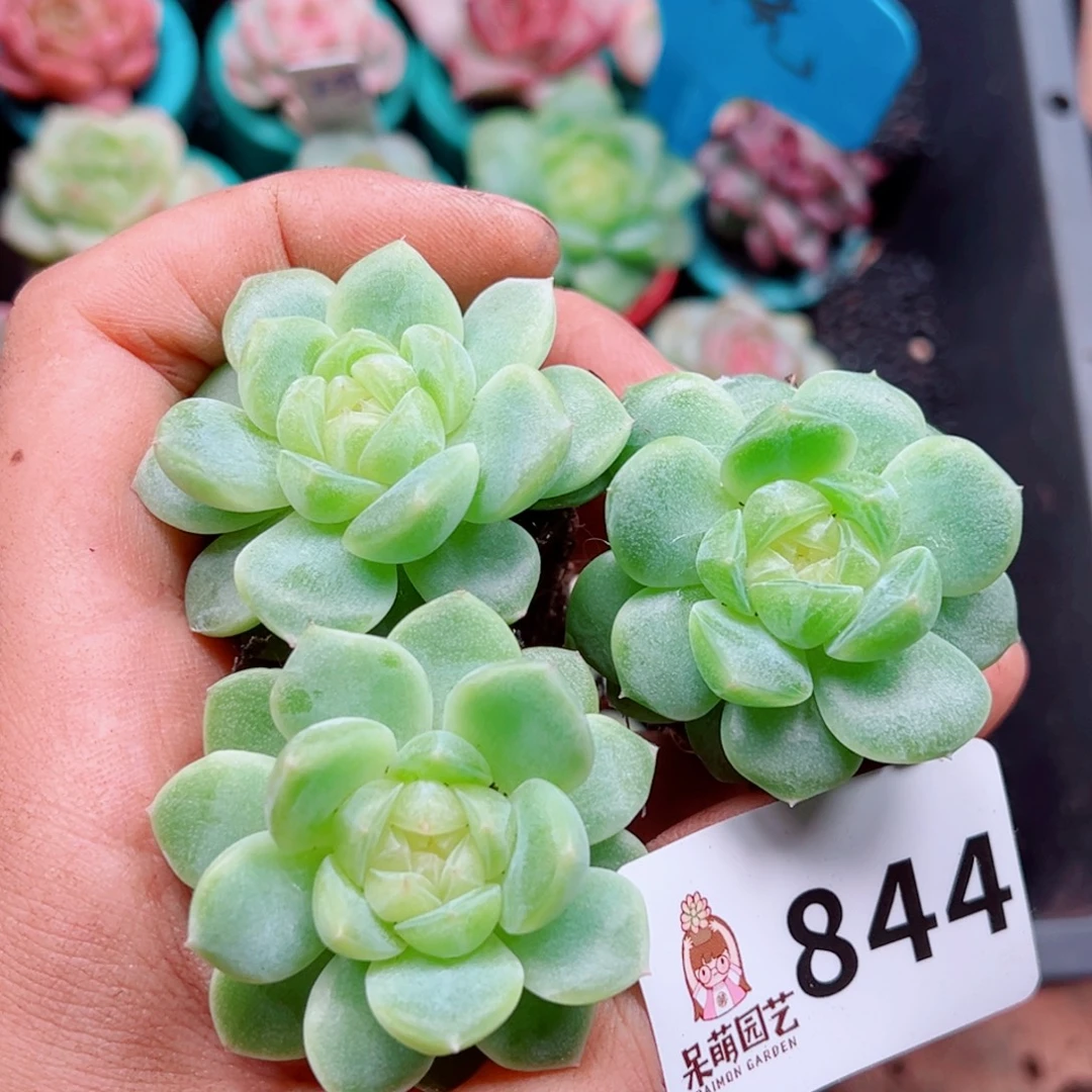多肉植物多肉植物