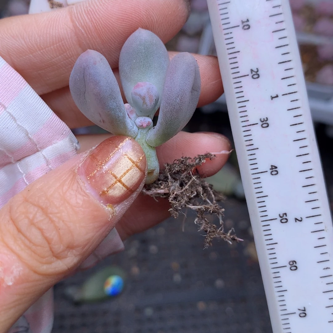 米可奶哈哈哈哈哈哈哈