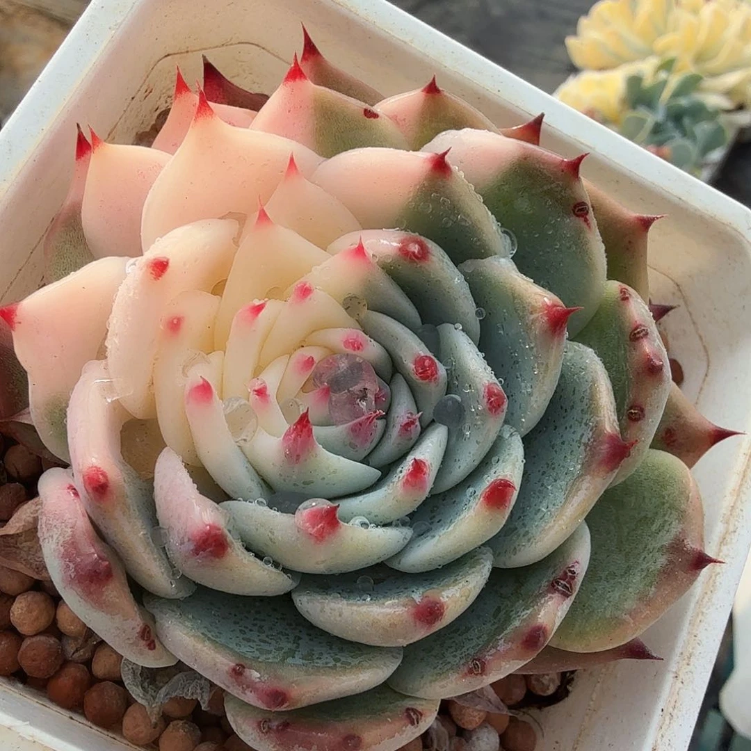 吉娃娃锦，多肉植物