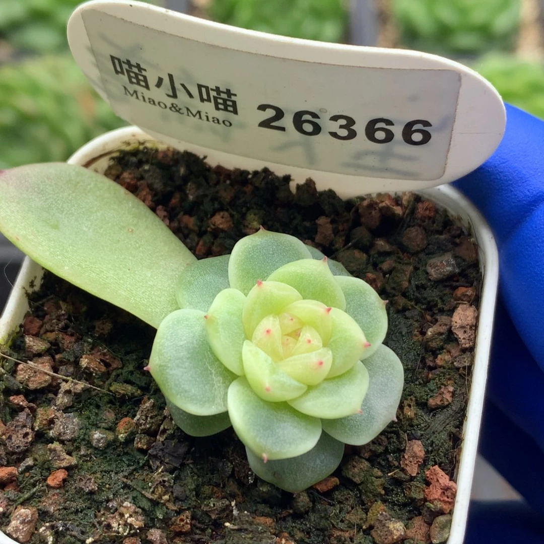 小***帽多肉植物杂交珍妮