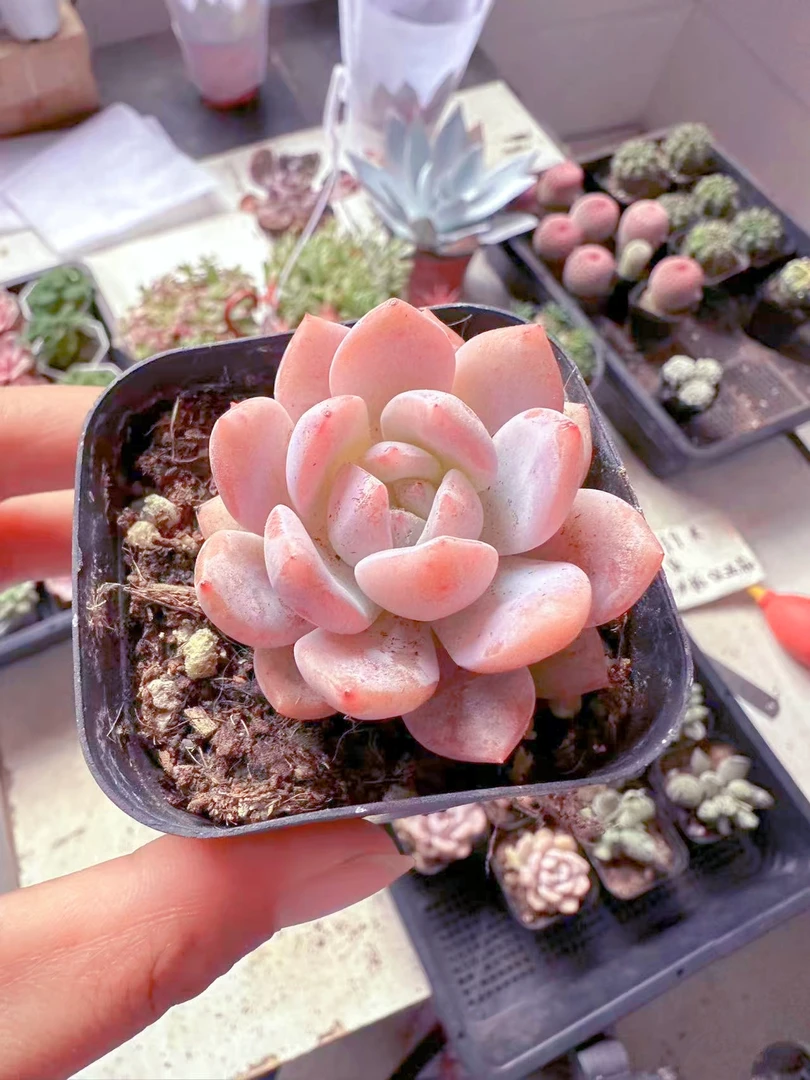 粉橙 多肉植物（满9.9元包邮发货）