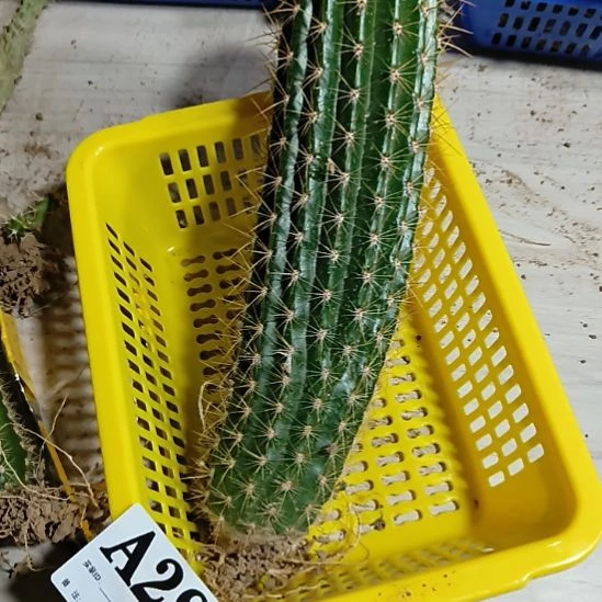 当前无花栽培后可以开花a284