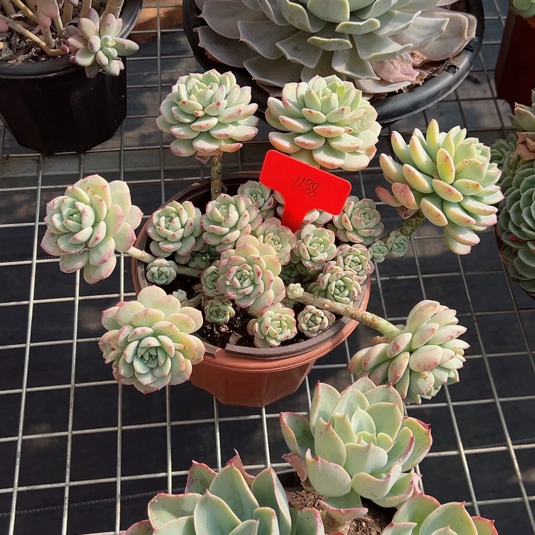 粟*胖1138香草多肉植物