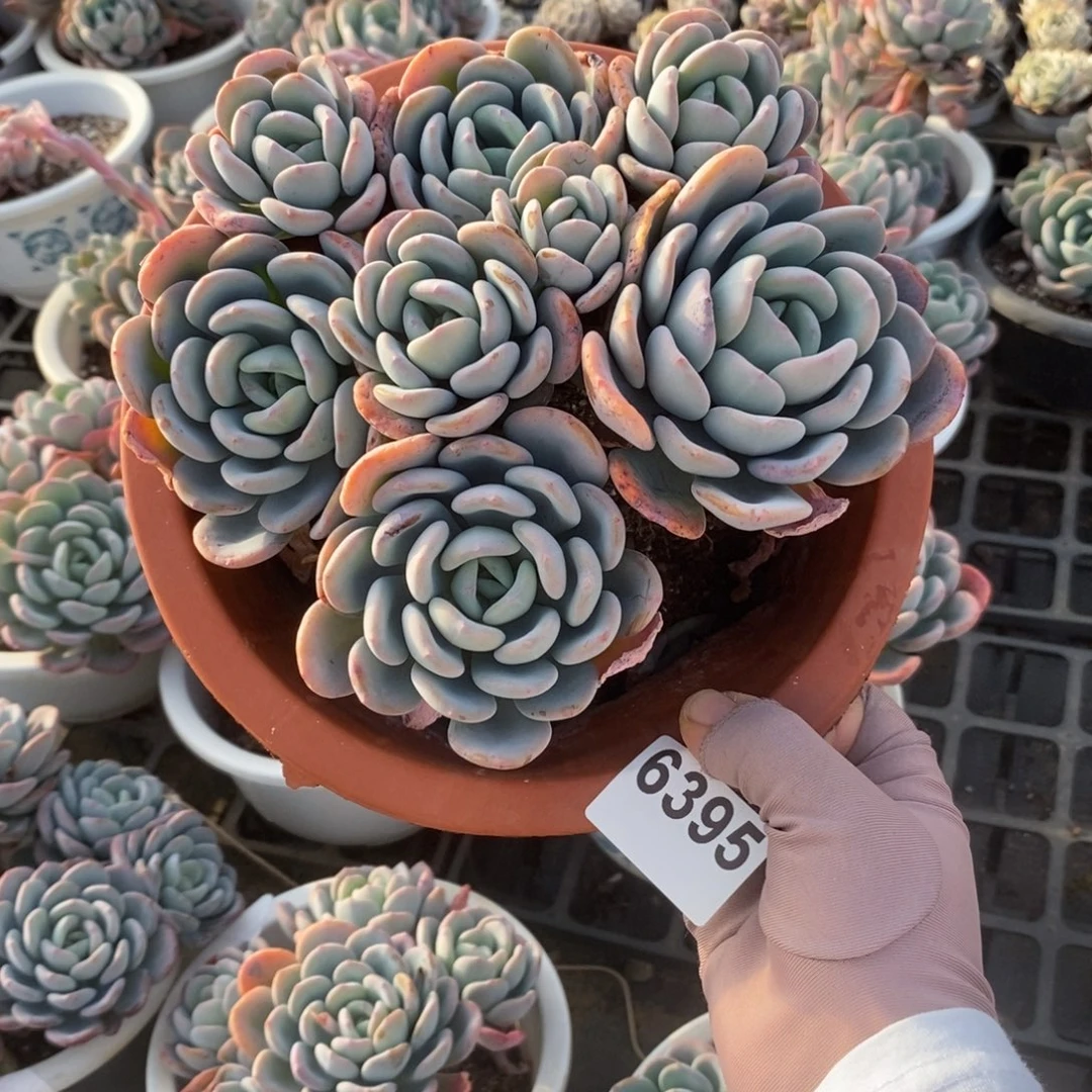 嘿****6395香橙老桩一物一拍