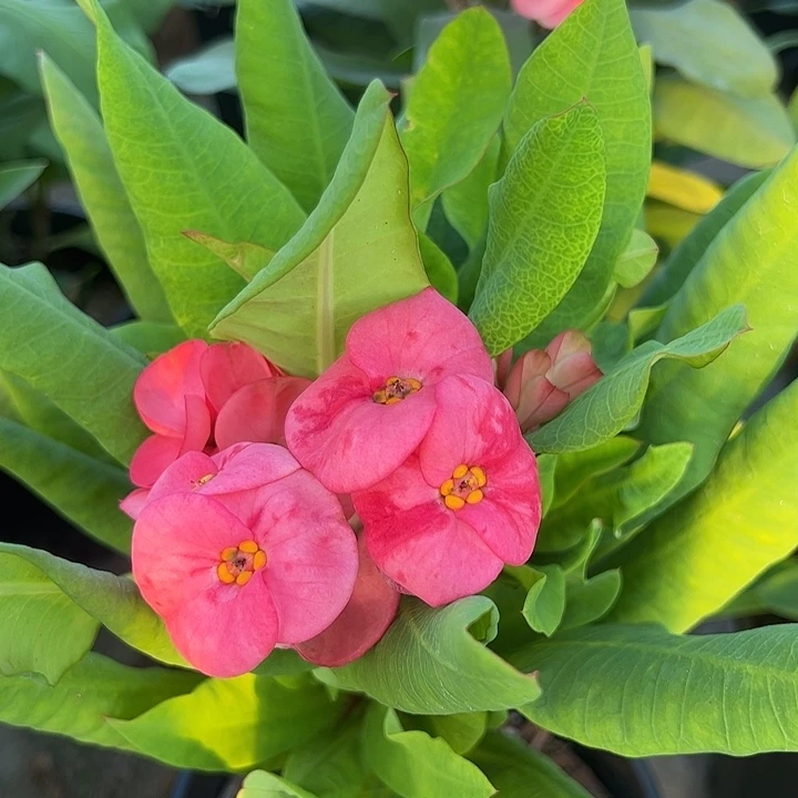 泰品扦插一物一拍