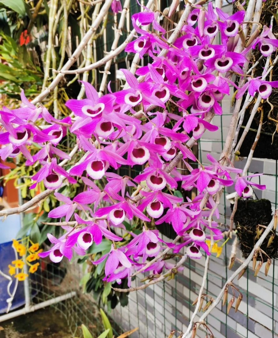 喇叭唇石斛花卉盆景