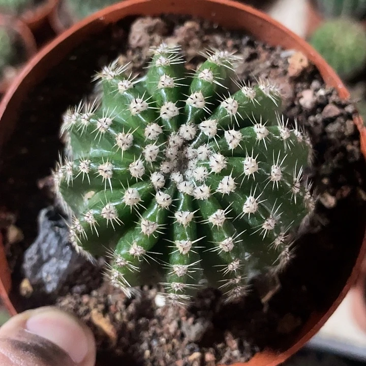 实生彩草带盆土发货