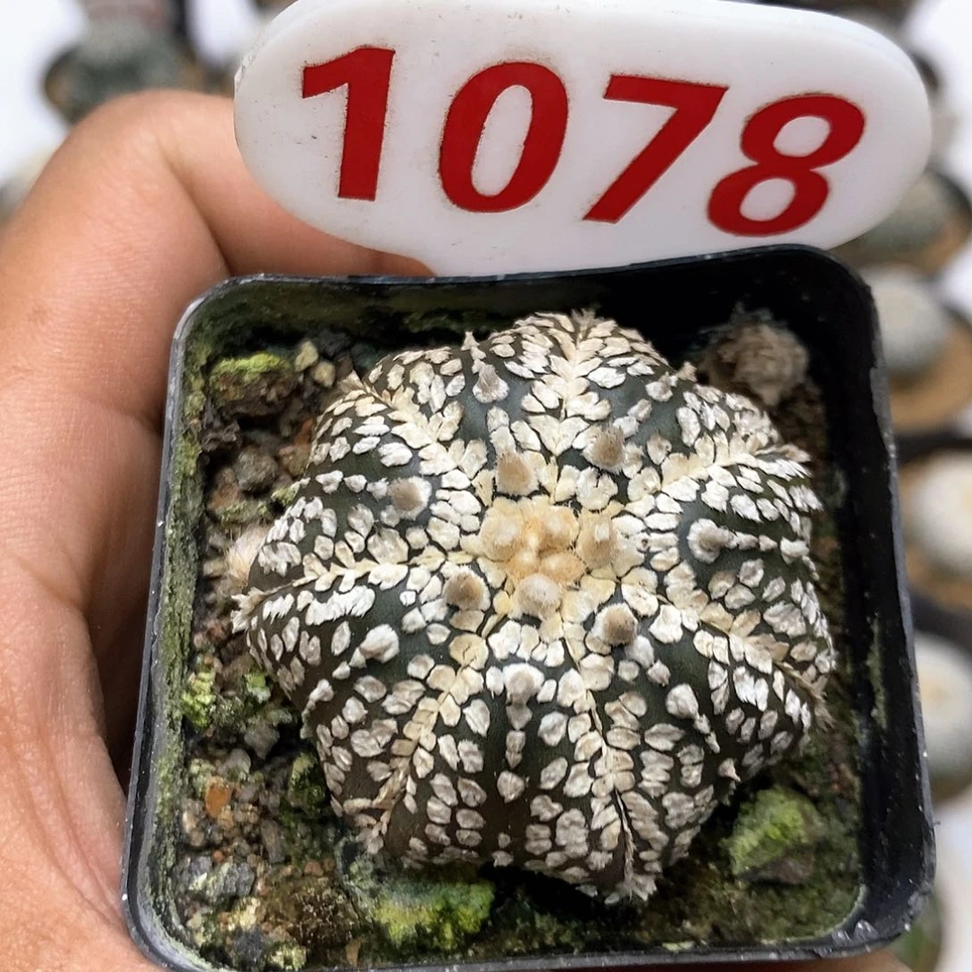 1078福利特价咯来