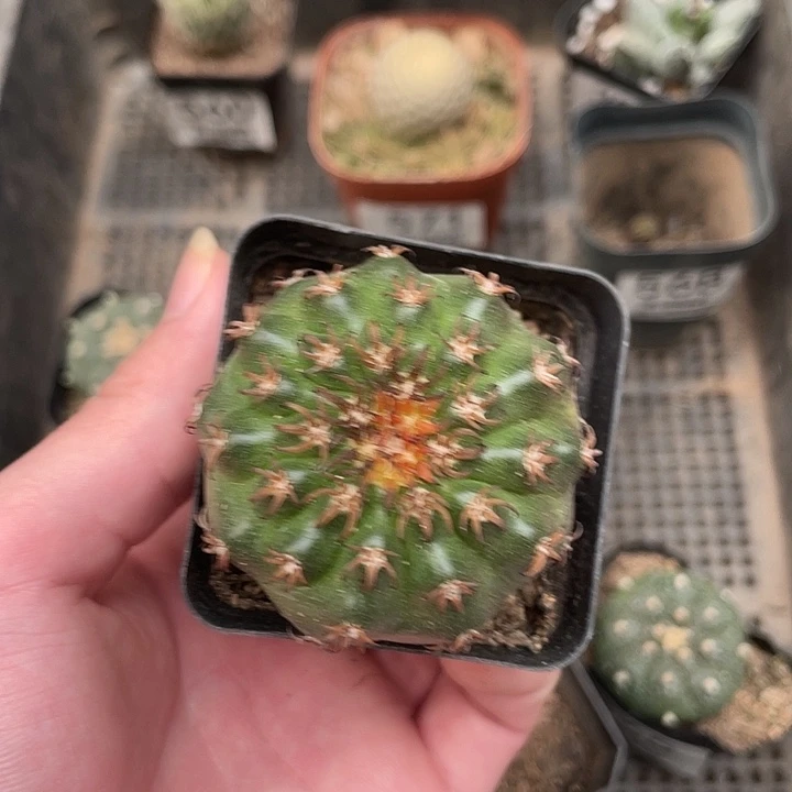 570猫爪圆盘玉（满18包邮）