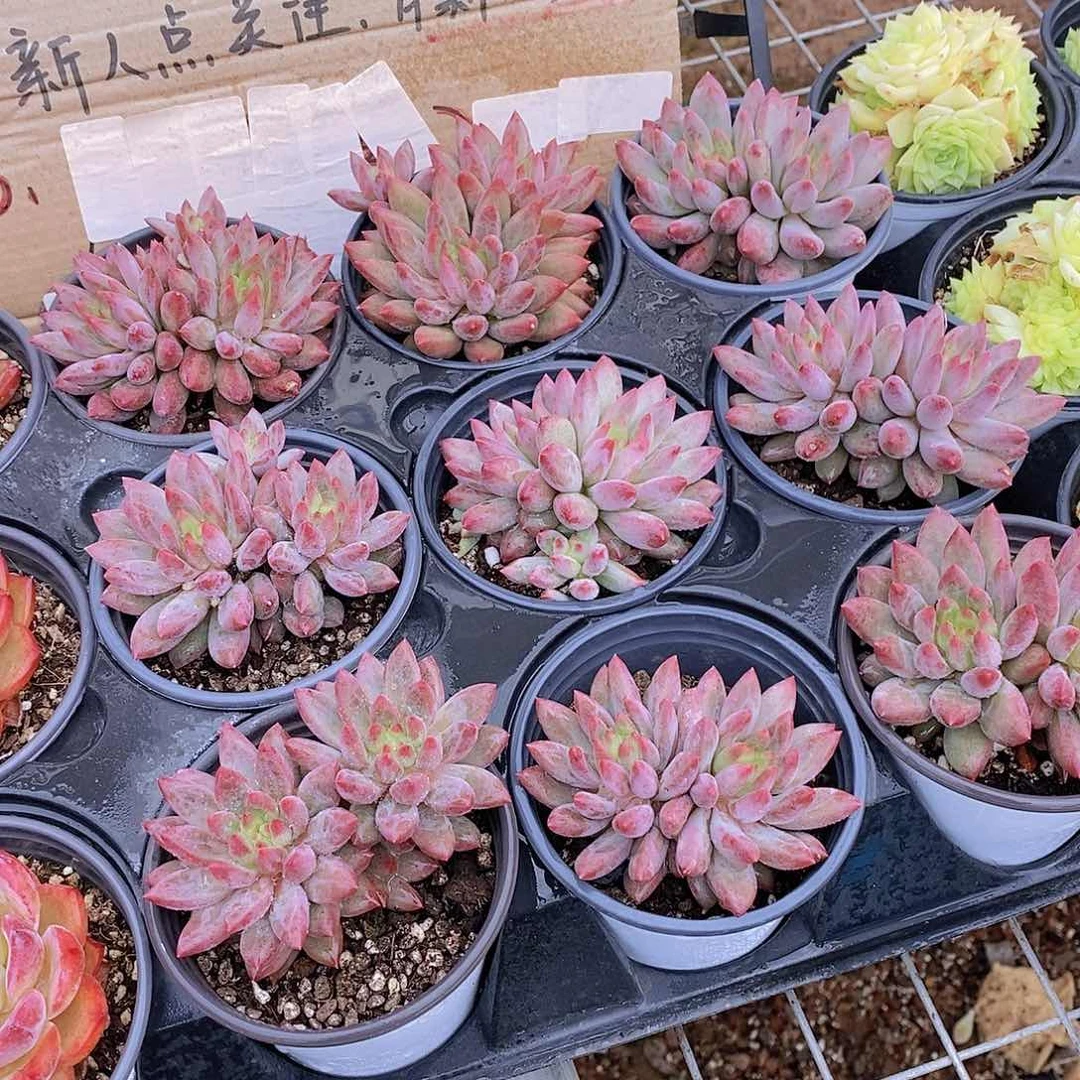 0713-新虞美人双头福利一颗量拍