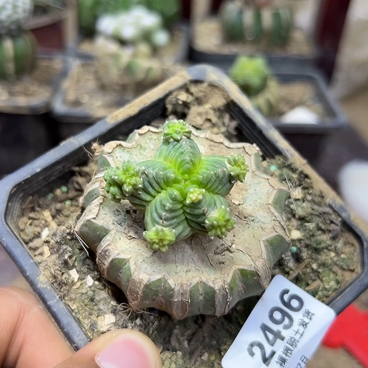 2496号草球嫁接五星花笼