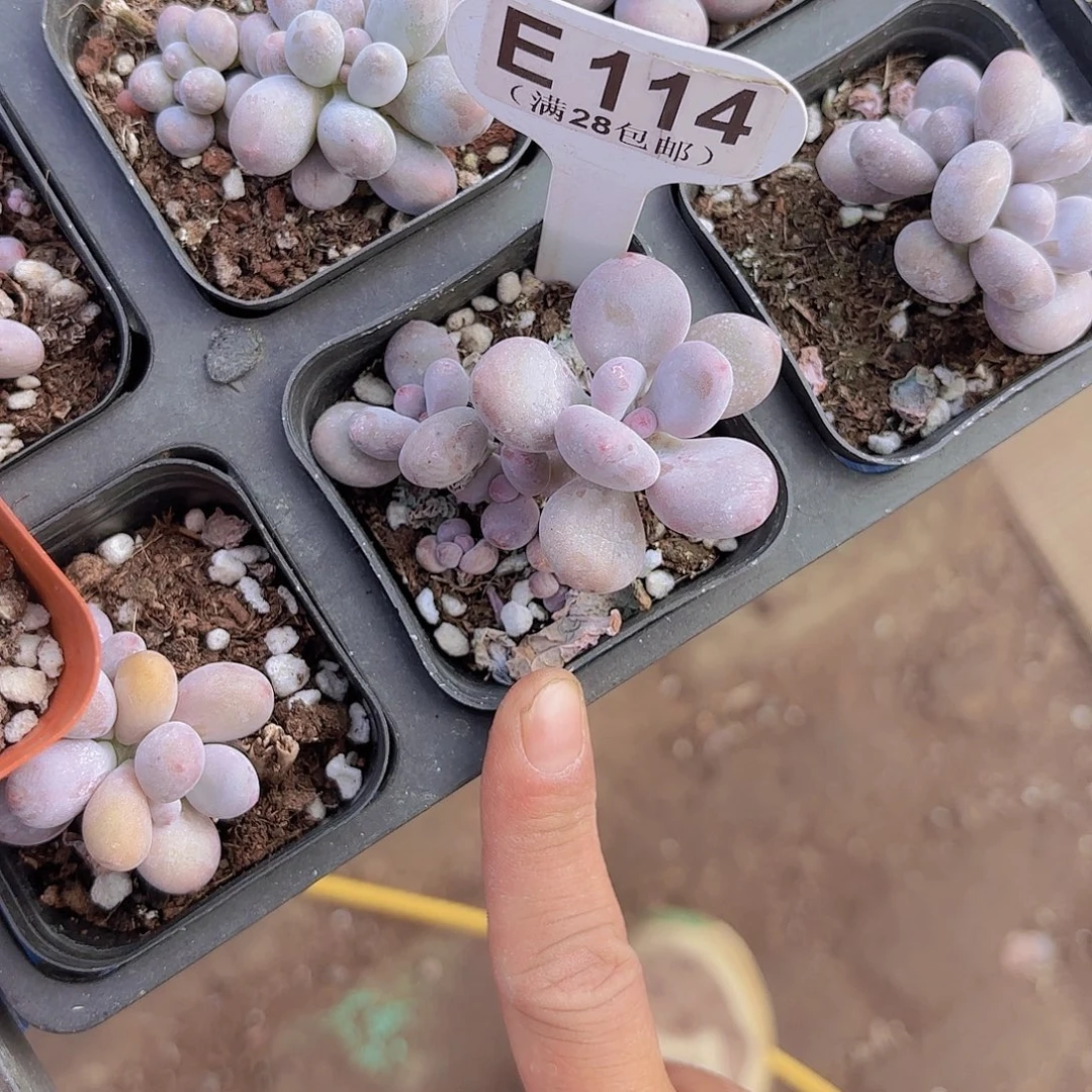 E114彩虹奶一物一拍