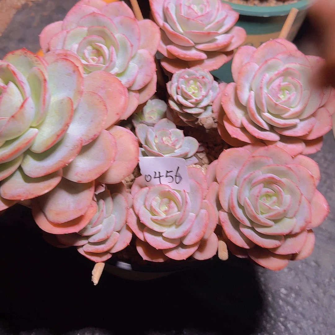 大****0456瑶池仙子多肉植物