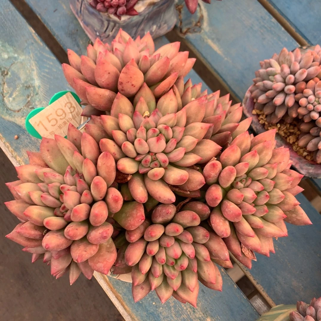 米其林老桩一物一拍