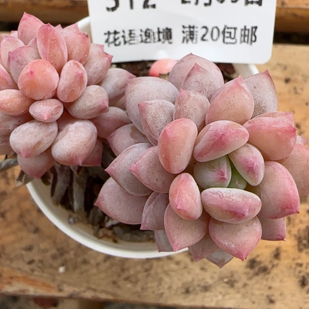 花语逸境0209-512